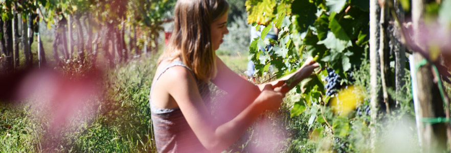 student harvesting grapes