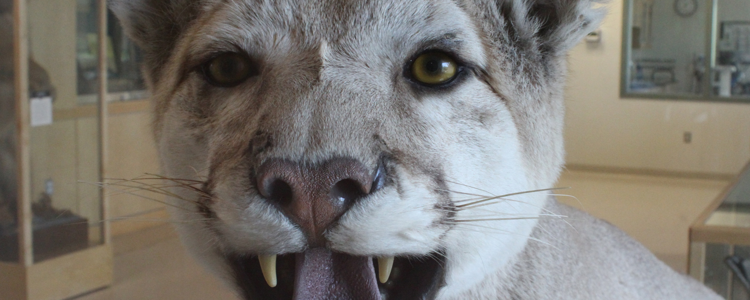 Our cougar-puma-mountain lion specimen on display